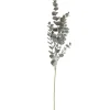 SPEEDTSBERG 194866 Eukalyptus