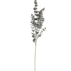 SPEEDTSBERG 194866 Eukalyptus