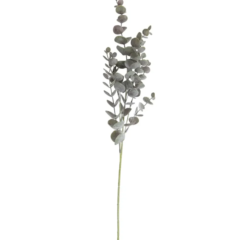 SPEEDTSBERG 194866 Eukalyptus