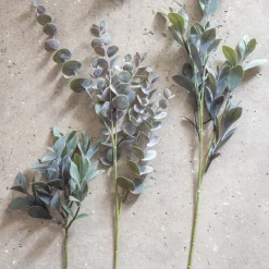 SPEEDTSBERG 194866 Eukalyptus
