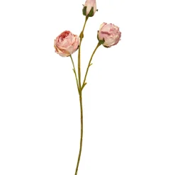 SPEEDTSBERG 235070 Rose