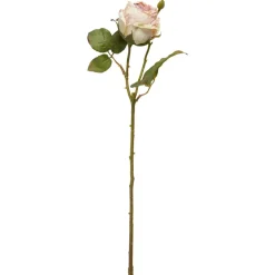 SPEEDTSBERG 204933 Rose