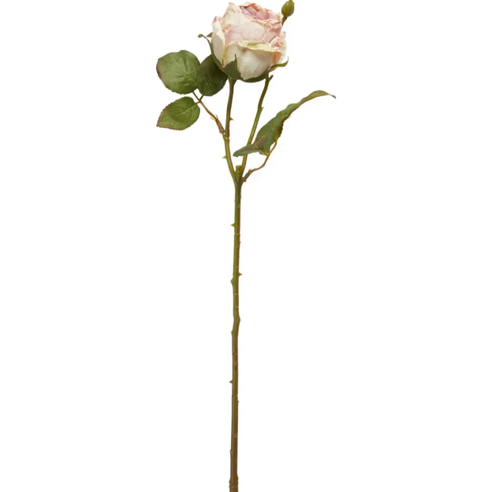 SPEEDTSBERG 204933 Rose