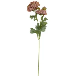 SPEEDTSBERG Georgine 215034 Rose